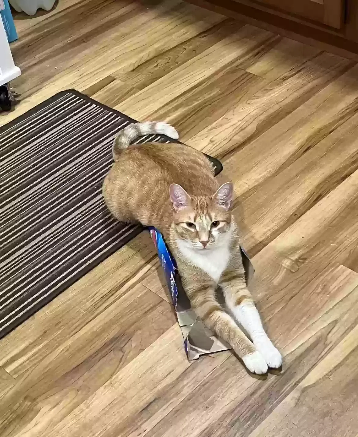 Lost cat in Toledo, OH, 43613