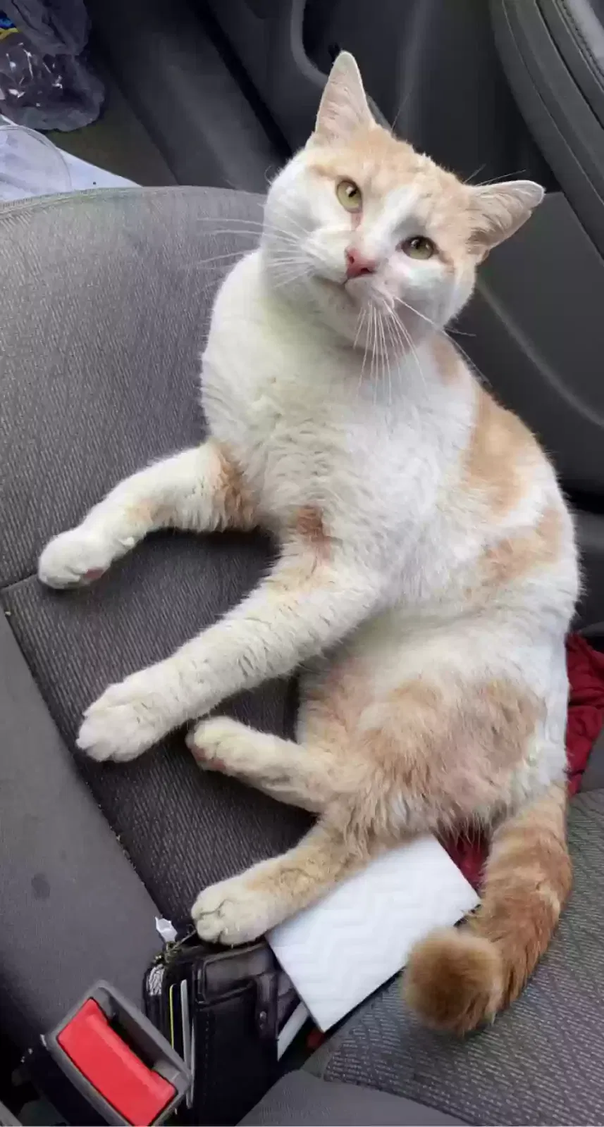 Lost cat in Cincinnati, OH, 45245
