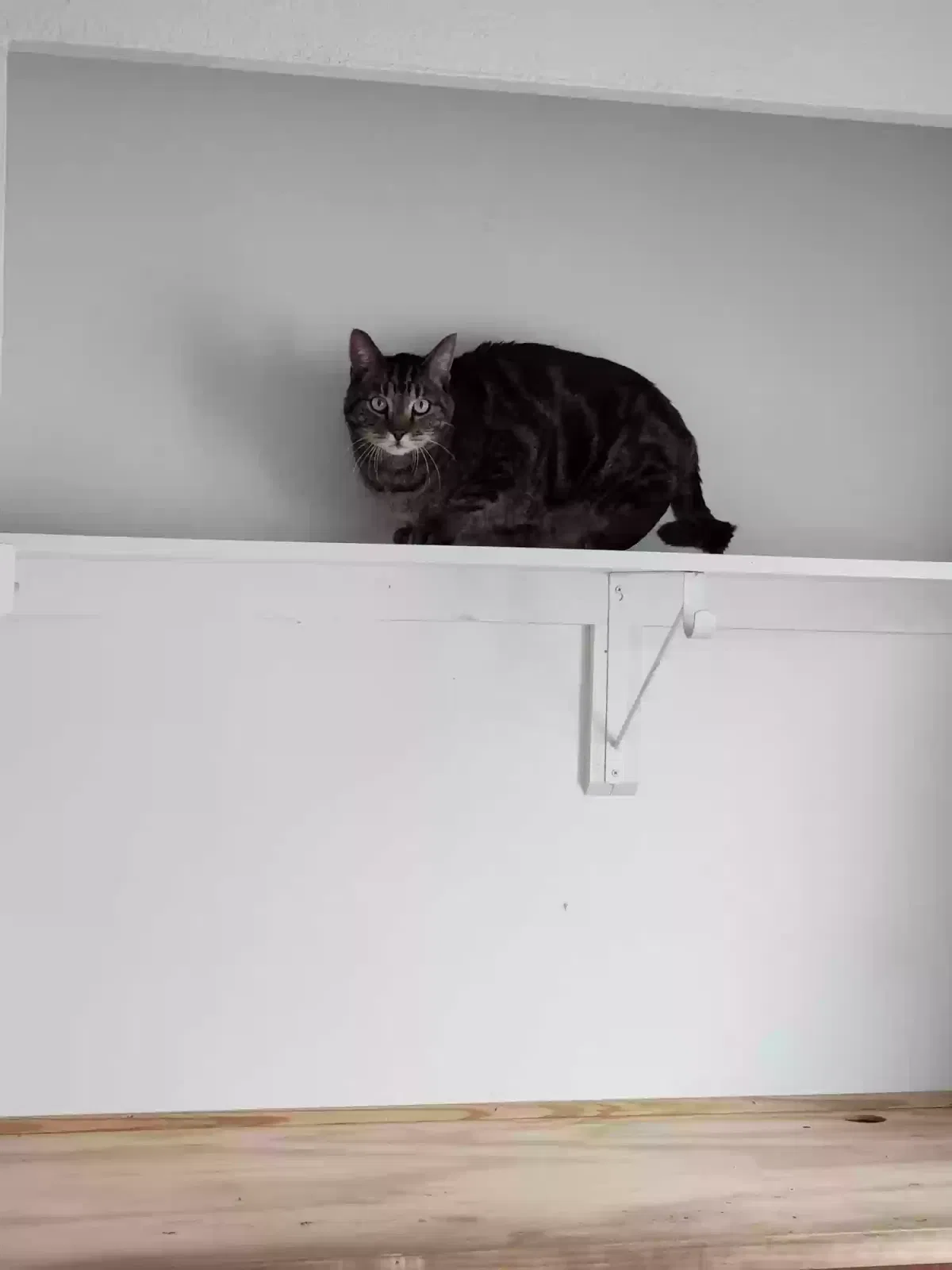 Lost cat in Tucson, AZ, 85741
