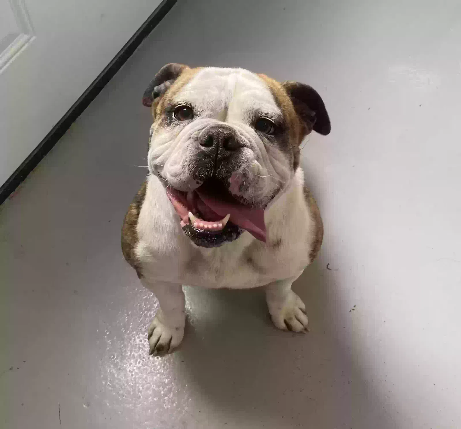 Found dog in Bristow, OK, 74010