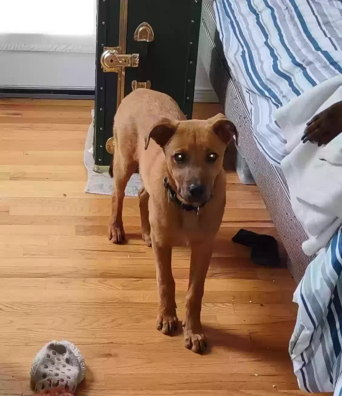 Lost dog in Concord, CA, 94518