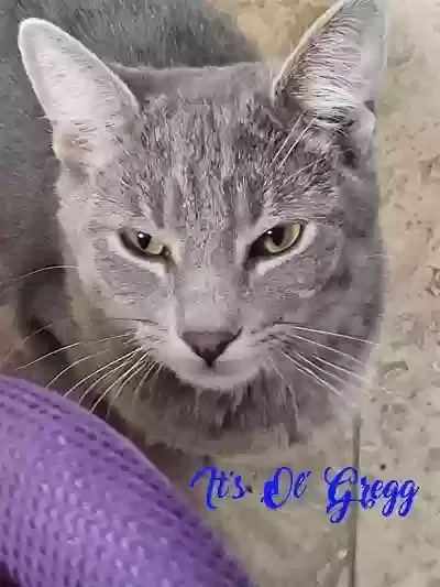 Lost cat in La Mesa, CA, 91942