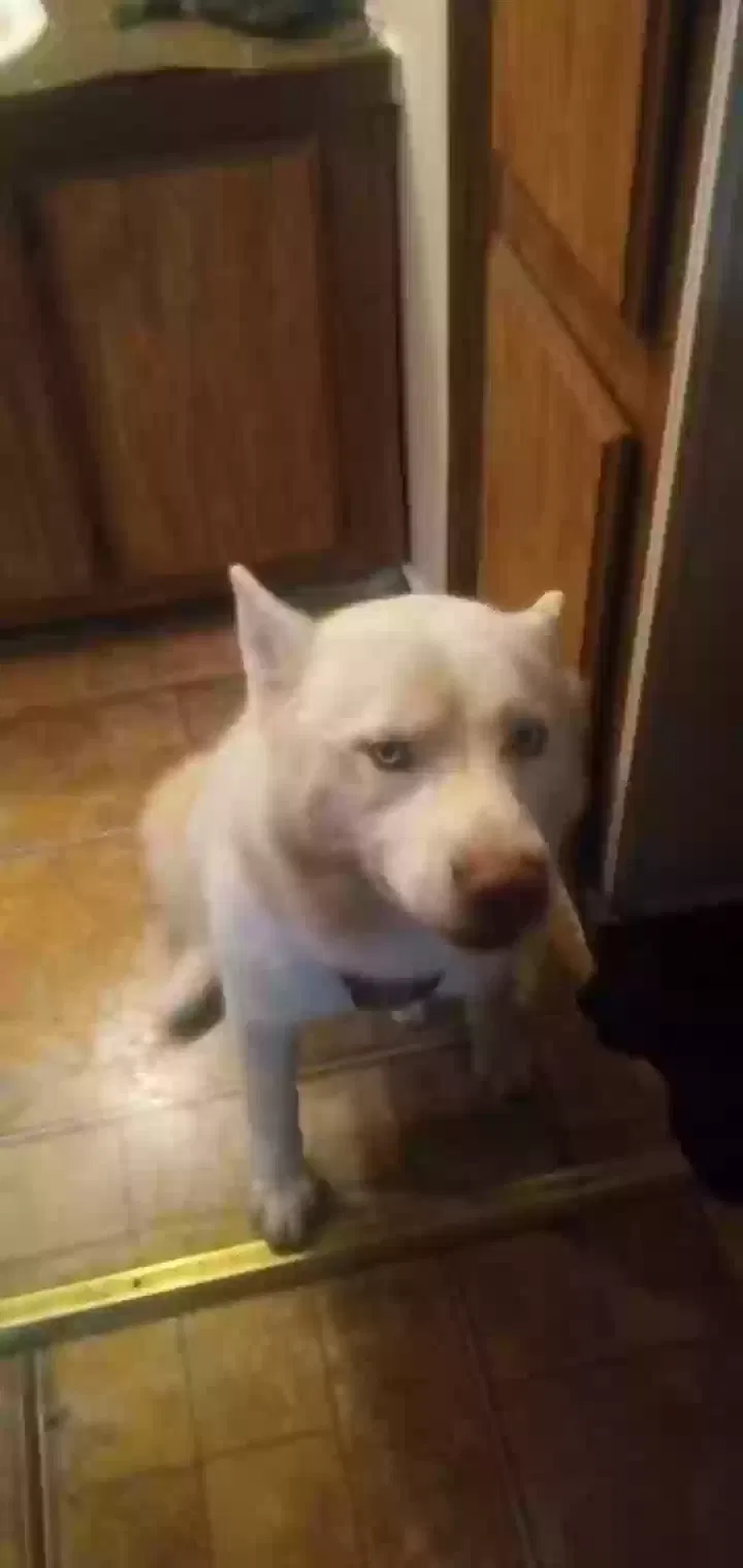 Lost dog in Thayer, MO, 65791