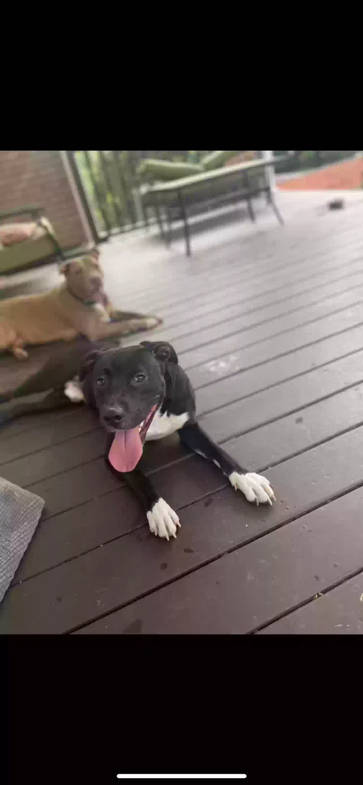 Lost dog in Lawrenceville, GA, 30046
