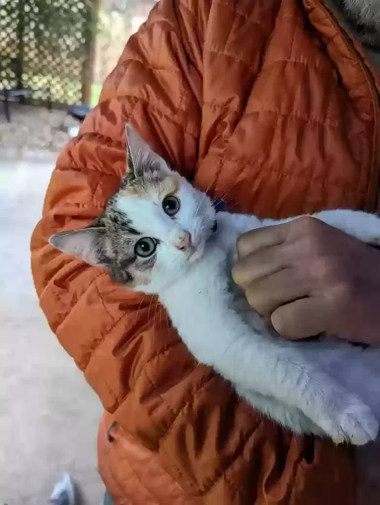 Lost cat in Decatur, TX, 76234