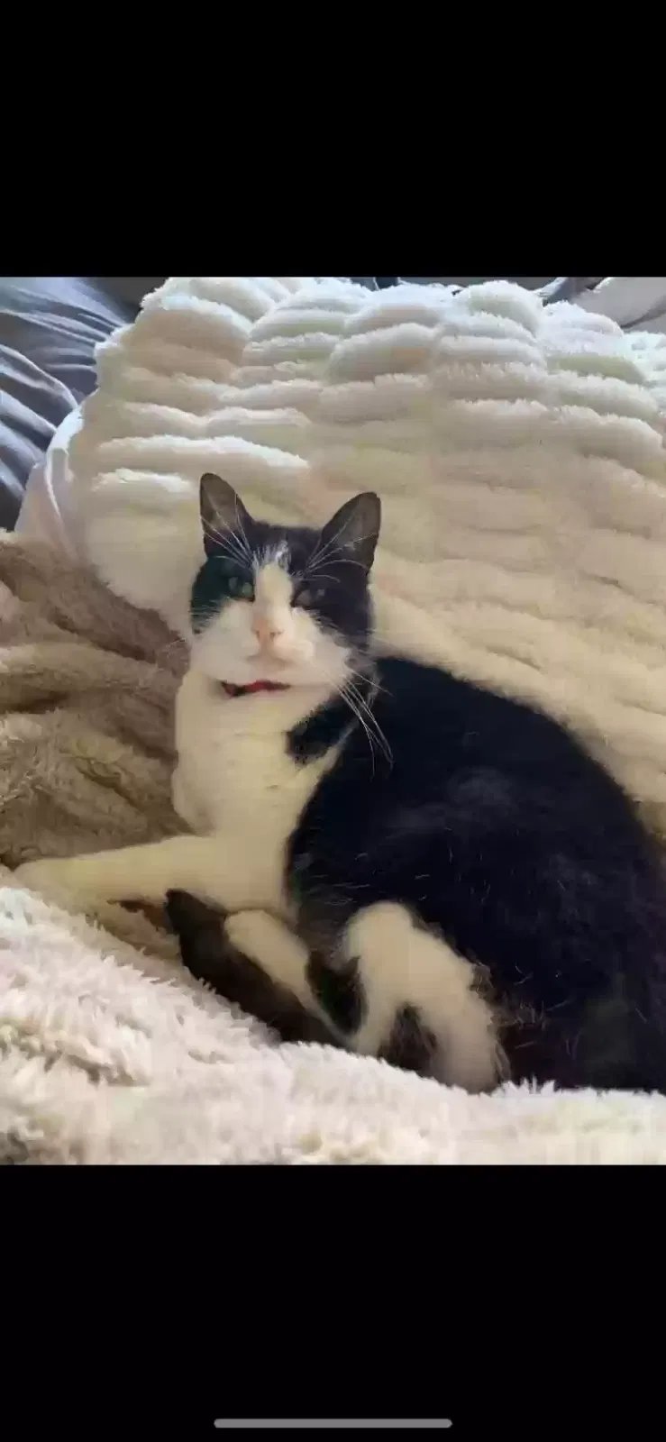Lost cat in Georgetown, TX, 78628