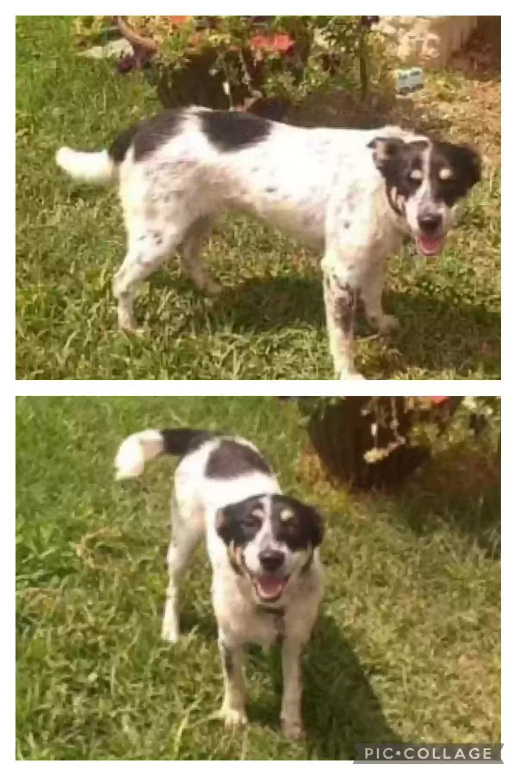 Lost dog in San Antonio, TX, 78251