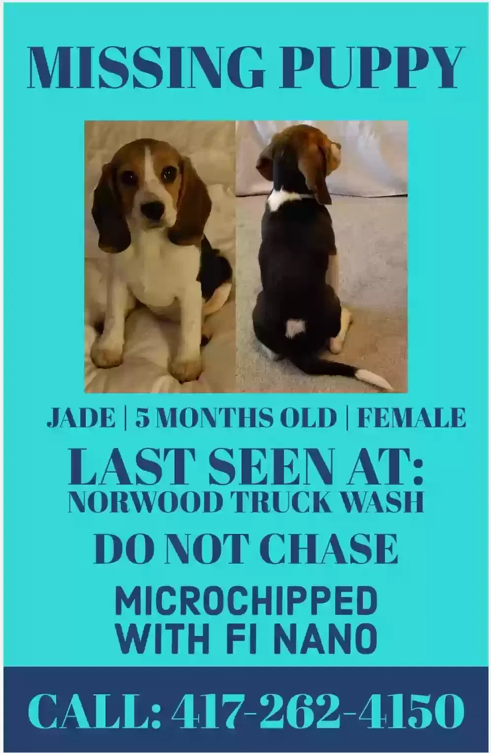 Lost dog in Norwood, MO, 65717