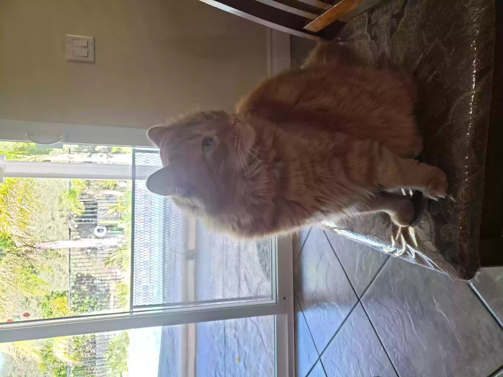 Lost cat in Santa Clarita, CA, 91350