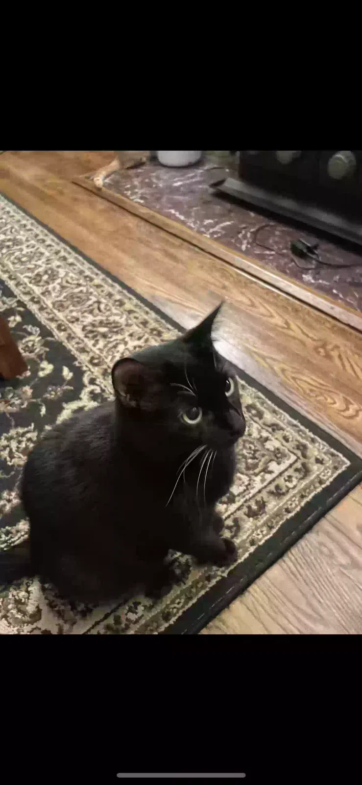 Lost cat in Warren, NJ, 7059