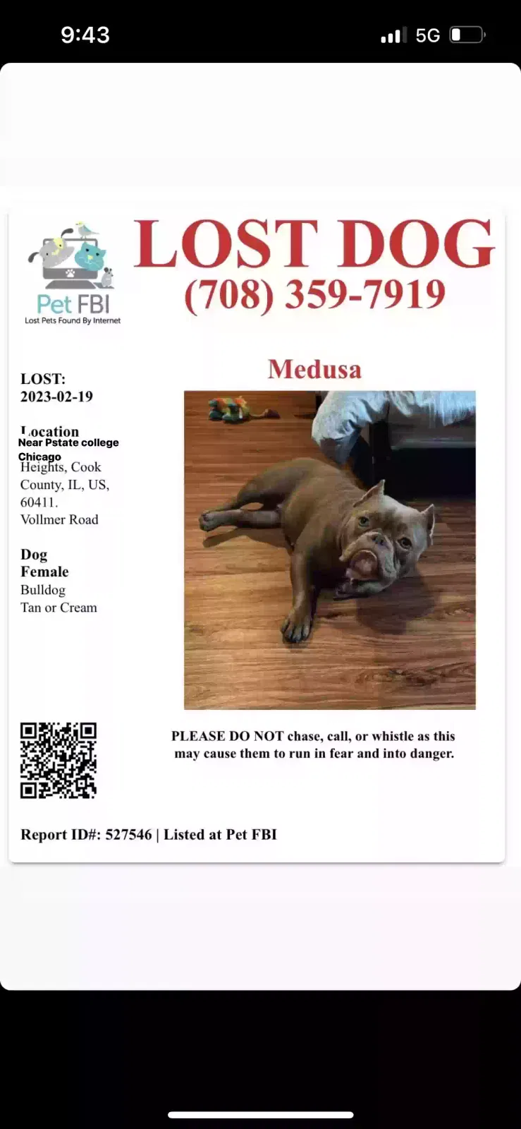 Lost dog in Chicago Heights, IL, 60411