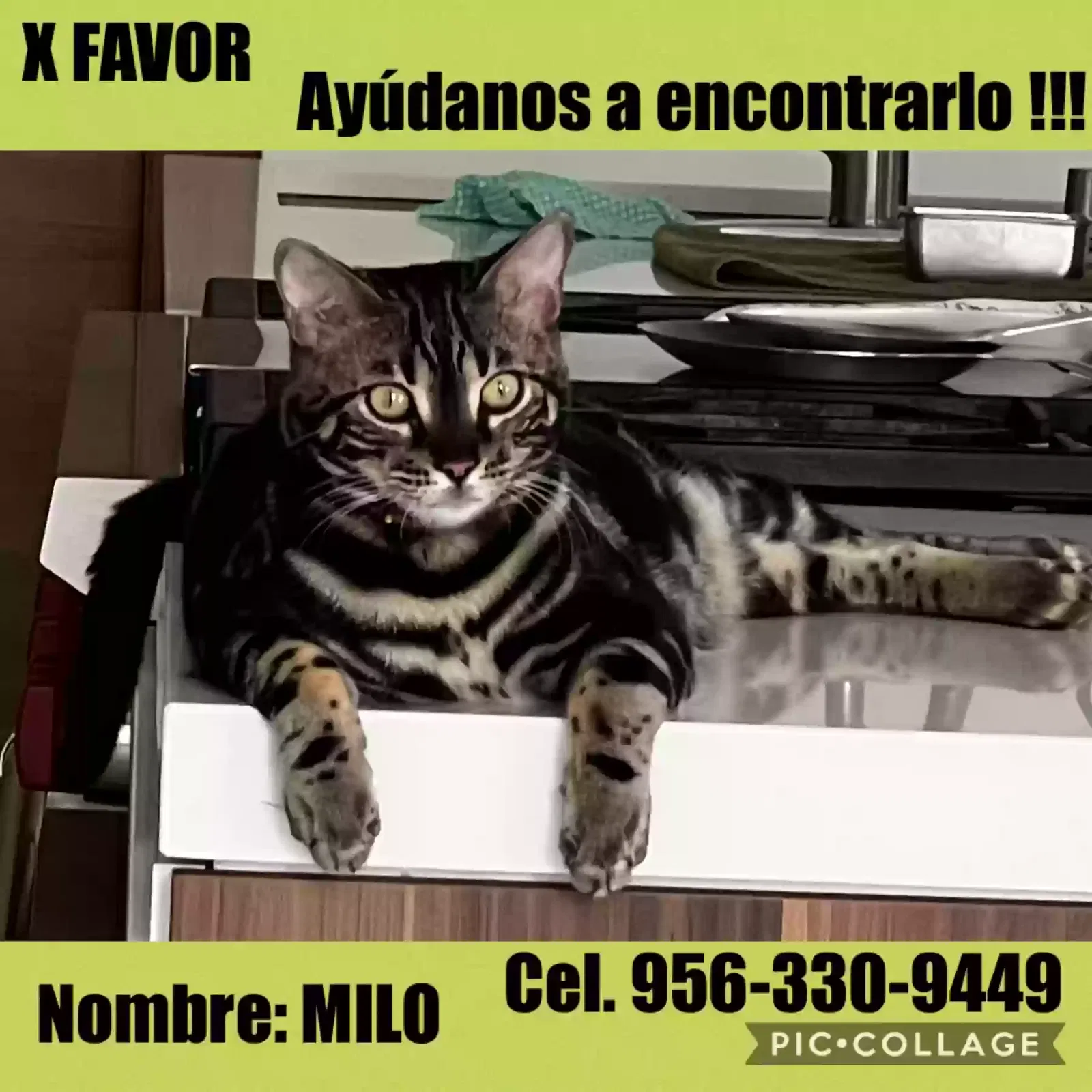 Lost cat in Mission, TX, 78572