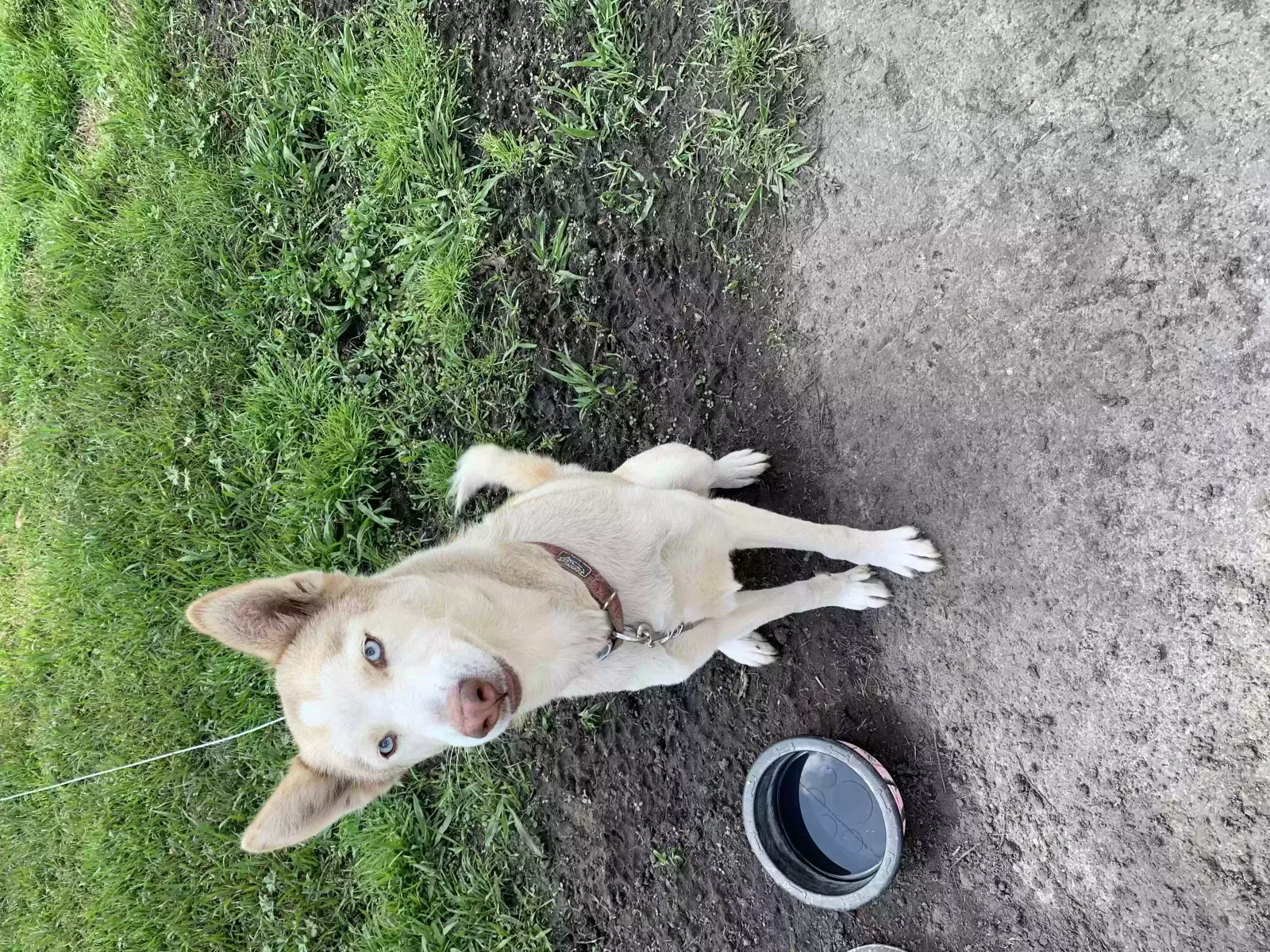 Lost dog in Glennville, GA, 30427