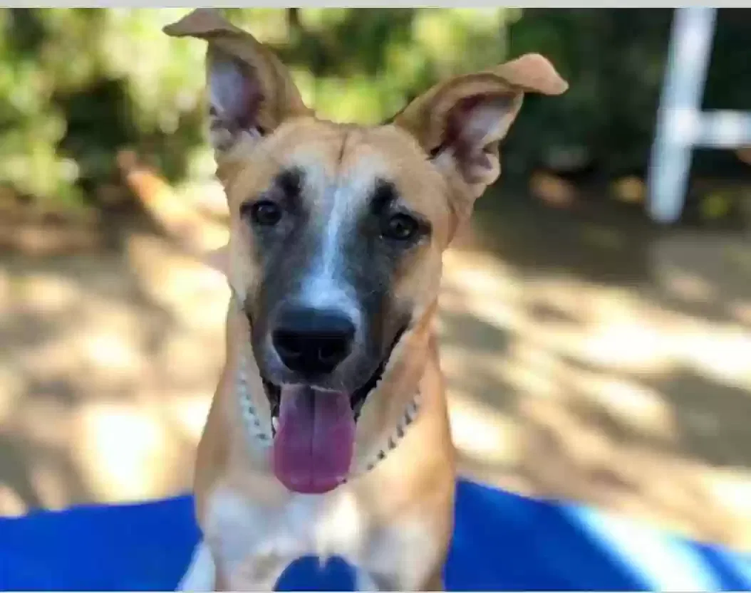 Lost dog in Mission Viejo, CA, 92691