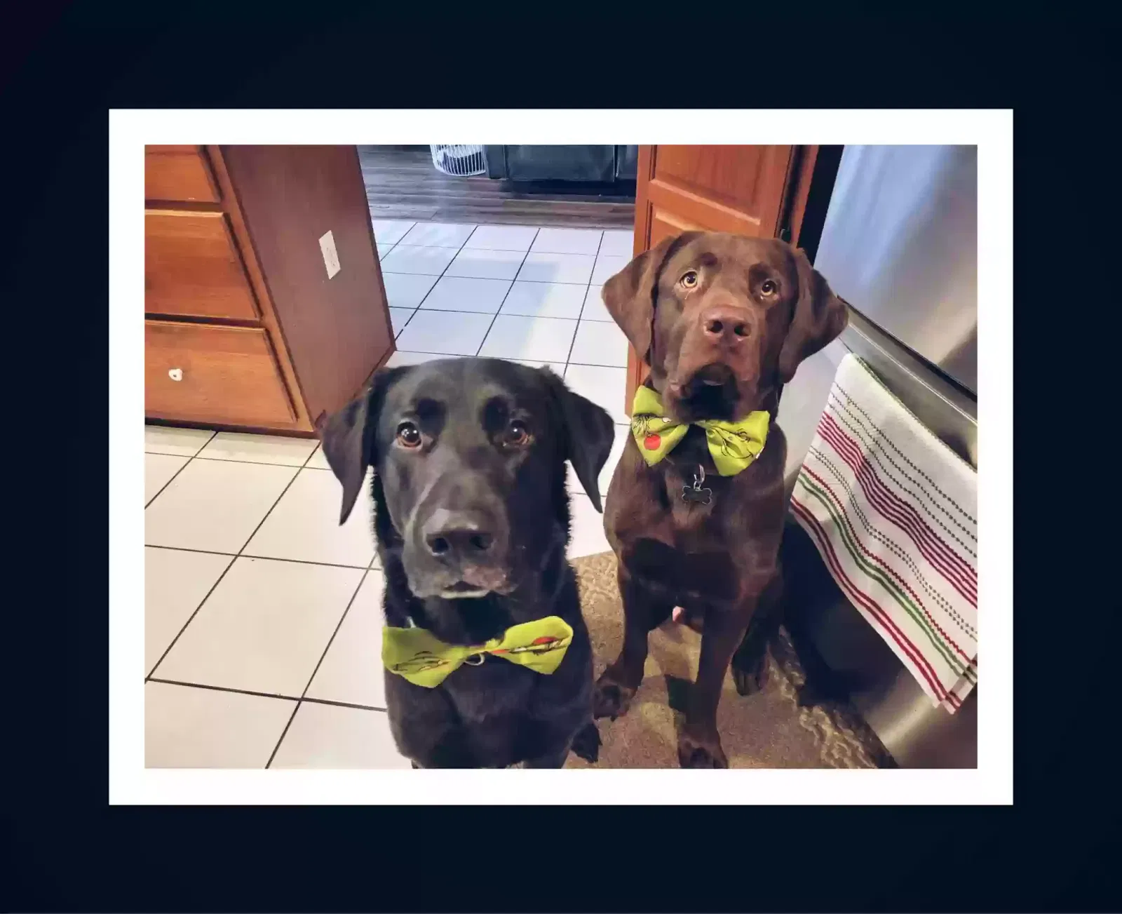Lost dog in New Port Richey, FL, 34654
