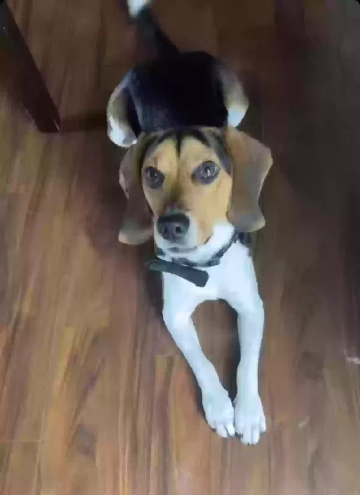 Lost dog in Jeffersonville, IN, 47130