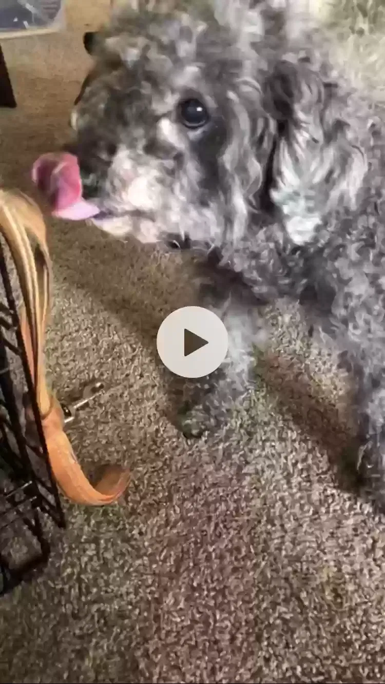 Lost dog in Boynton Beach, FL, 33436