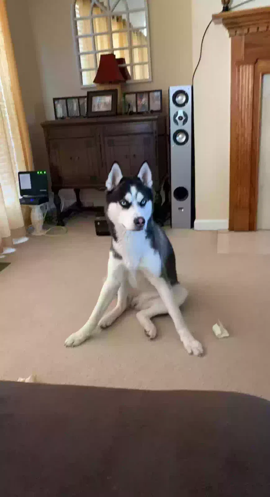 Lost dog in Belleville, IL, 62221