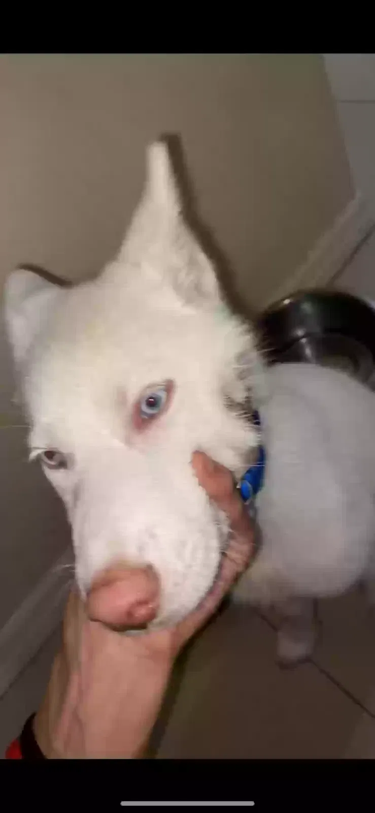 Lost dog in Clearwater, FL, 33755