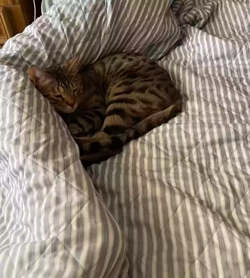 Lost cat in Mesa, AZ, 85213