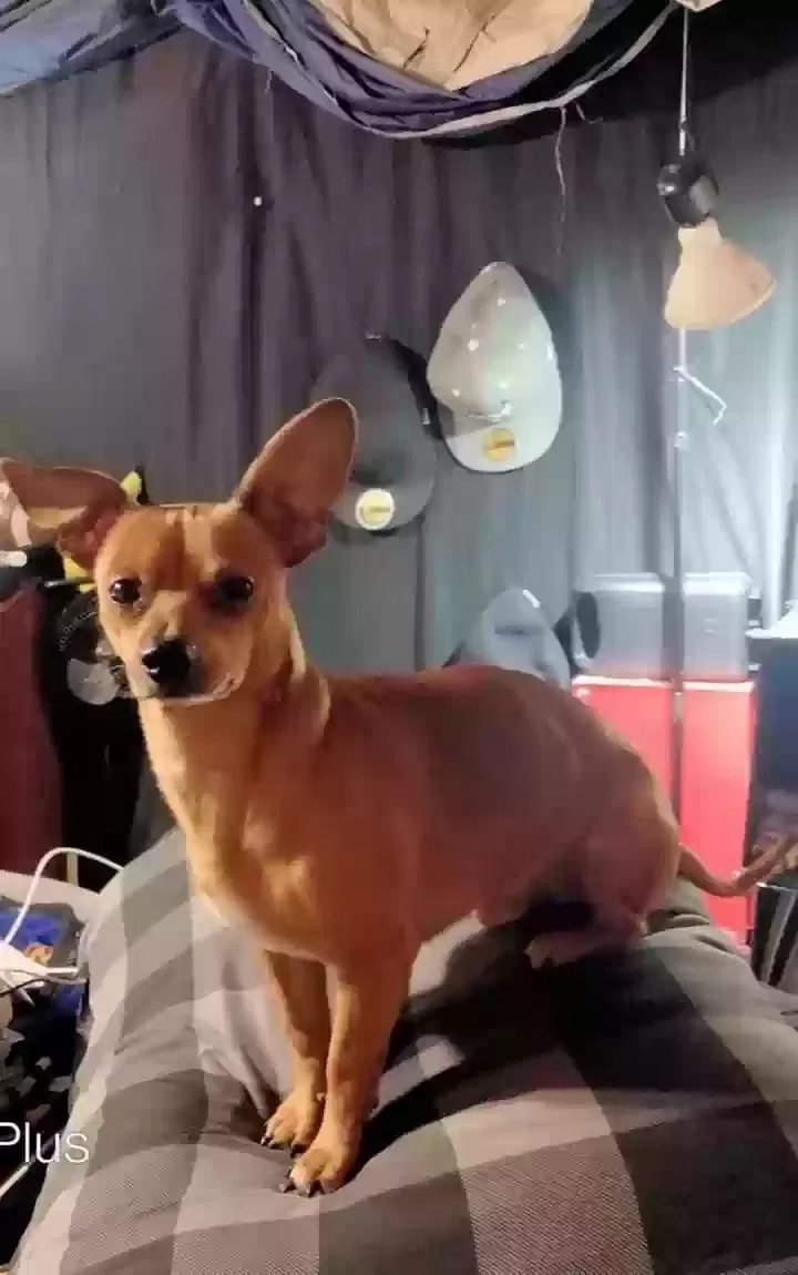Lost dog in Okmulgee, OK, 74447