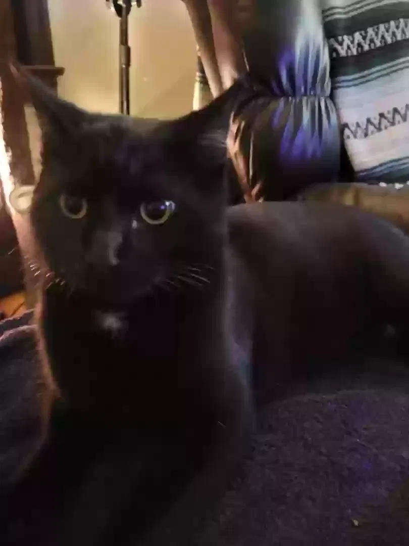 Lost cat in Nashville, TN, 37207