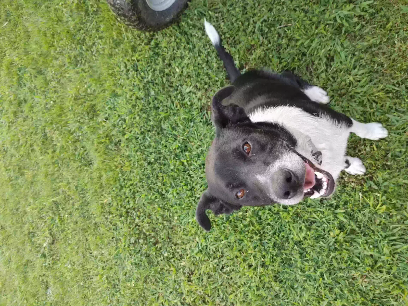 Lost dog in Thomasville, NC, 27360