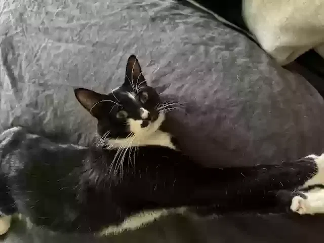Lost cat in Lake Oswego, OR, 97035