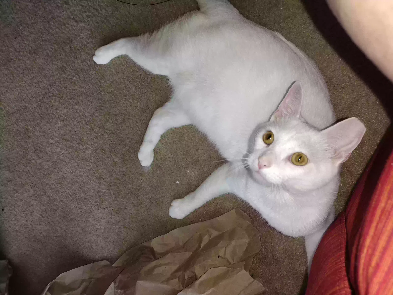 Lost cat in Parkesburg, PA, 19365