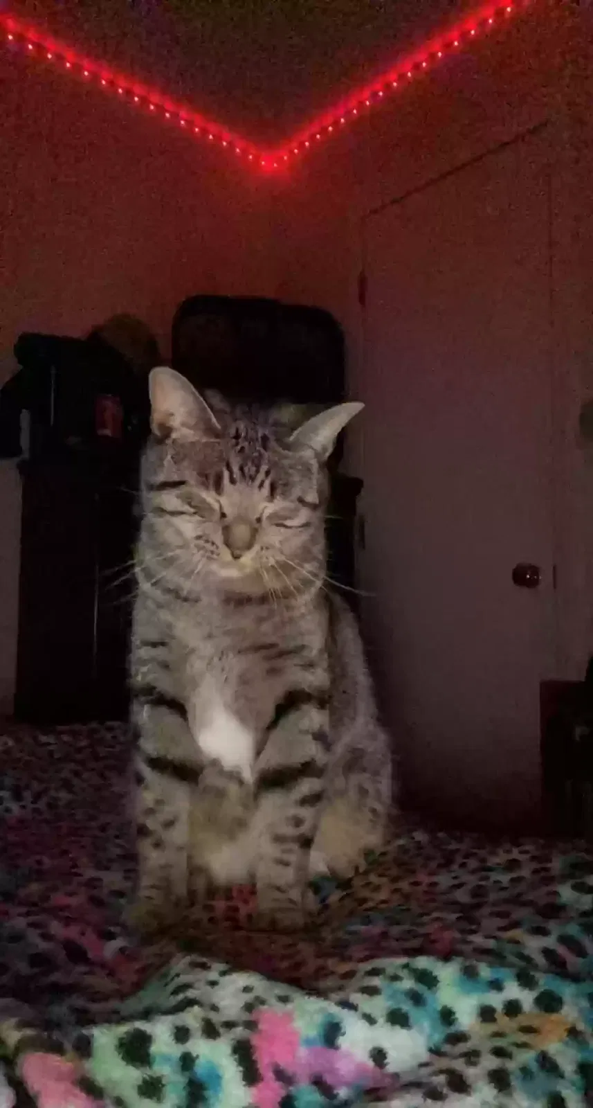 Lost cat in Wichita, KS, 67217