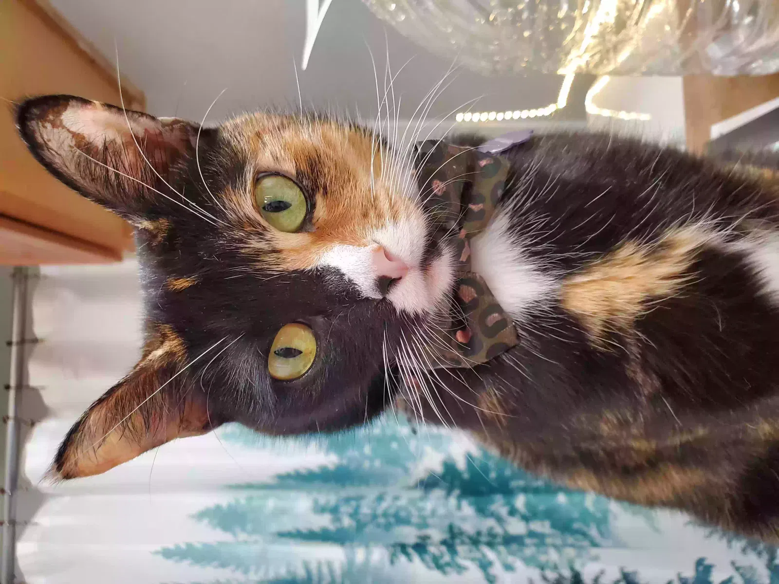 Missing Cat