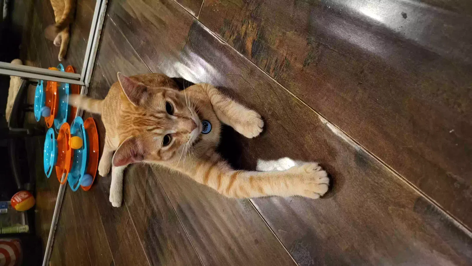 Lost cat in Reseda, CA, 91335