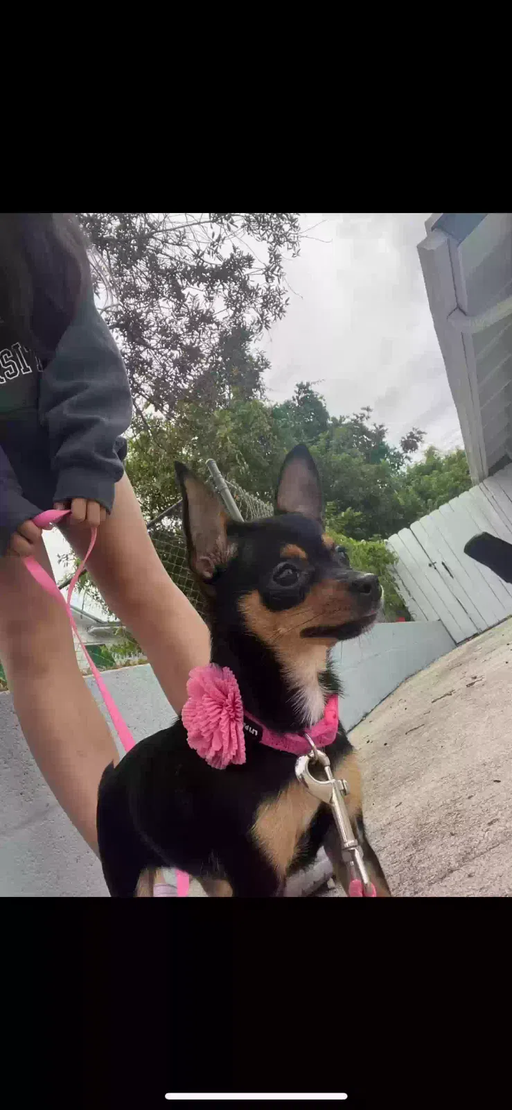 Lost dog in West Palm Beach, FL, 33405