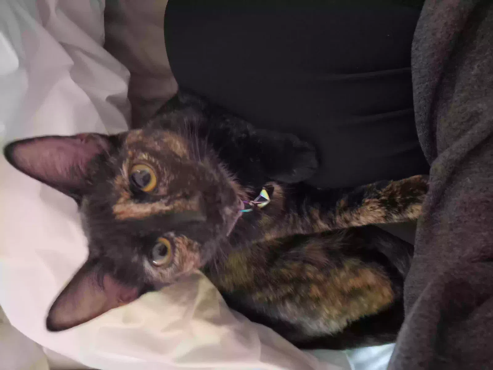 Lost cat in Oklahoma City, OK, 73159