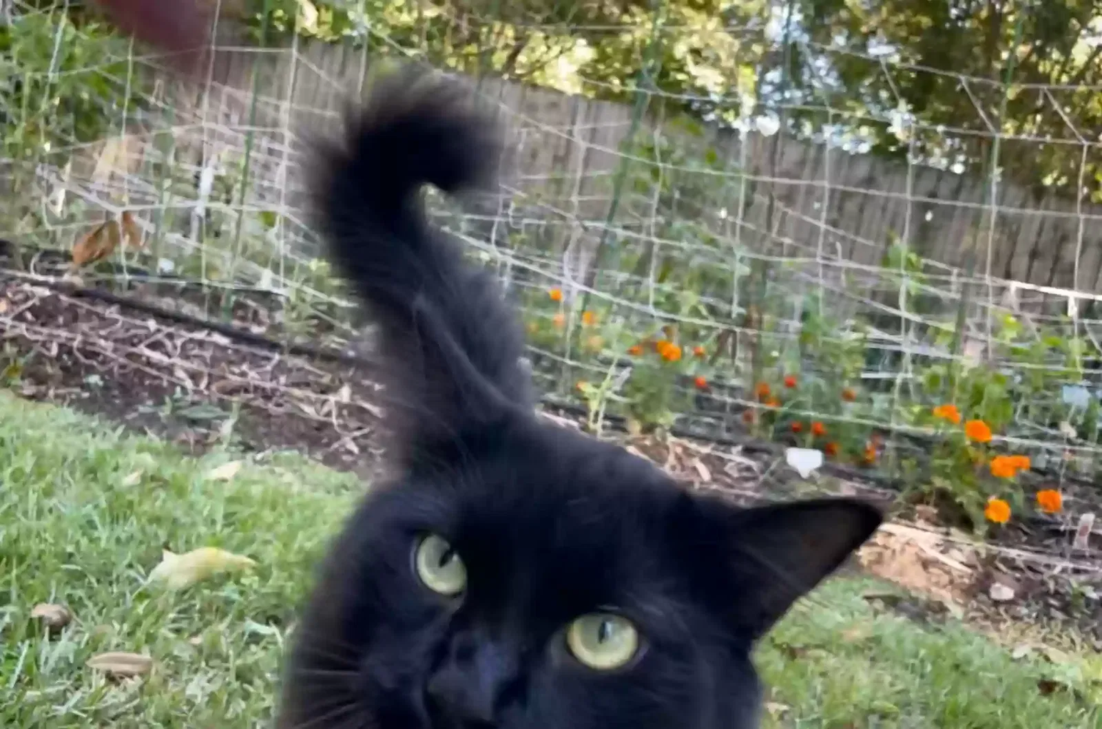 Lost cat in Livingston, LA, 70754