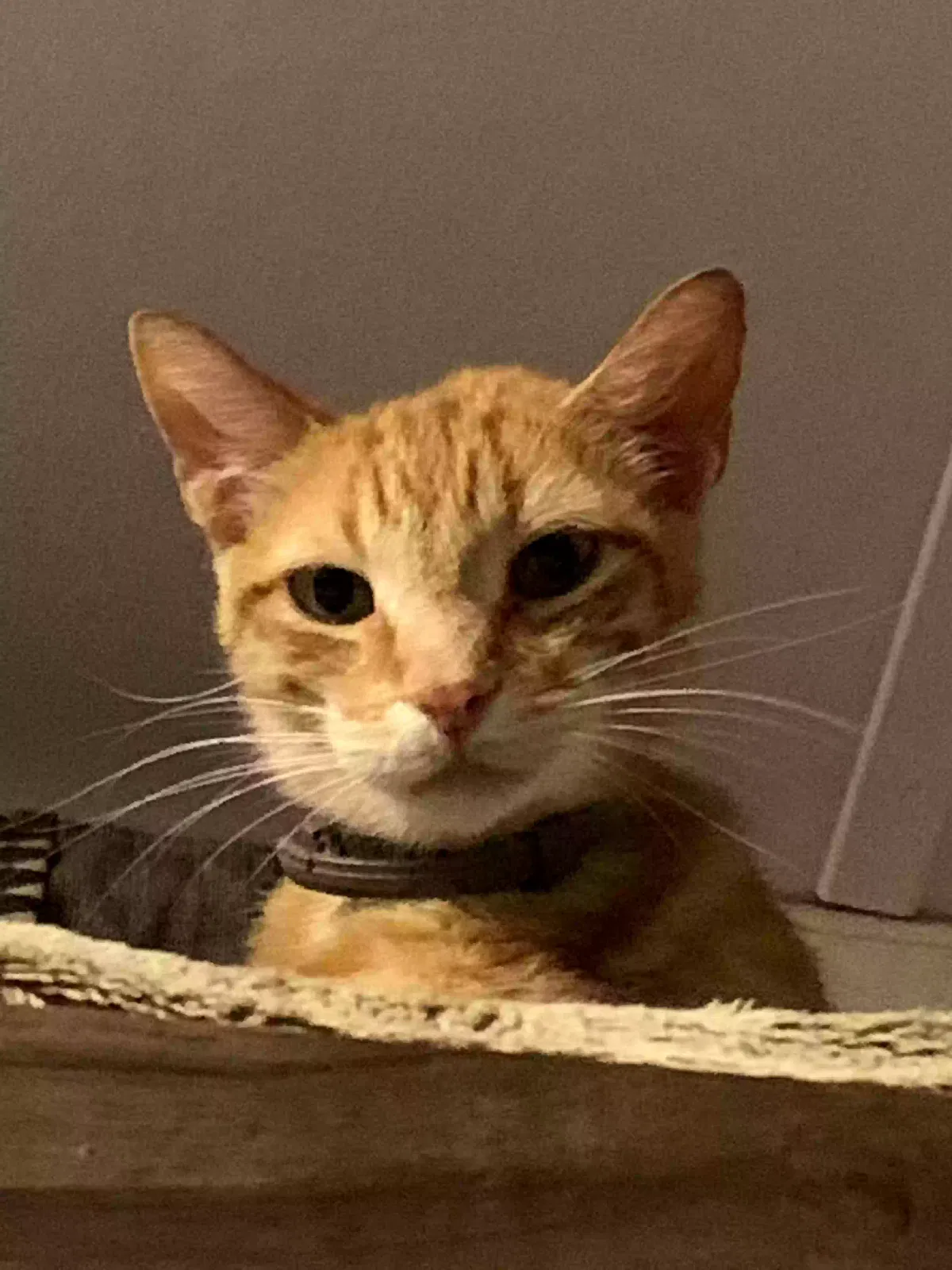 Lost cat in Scott, LA, 70583