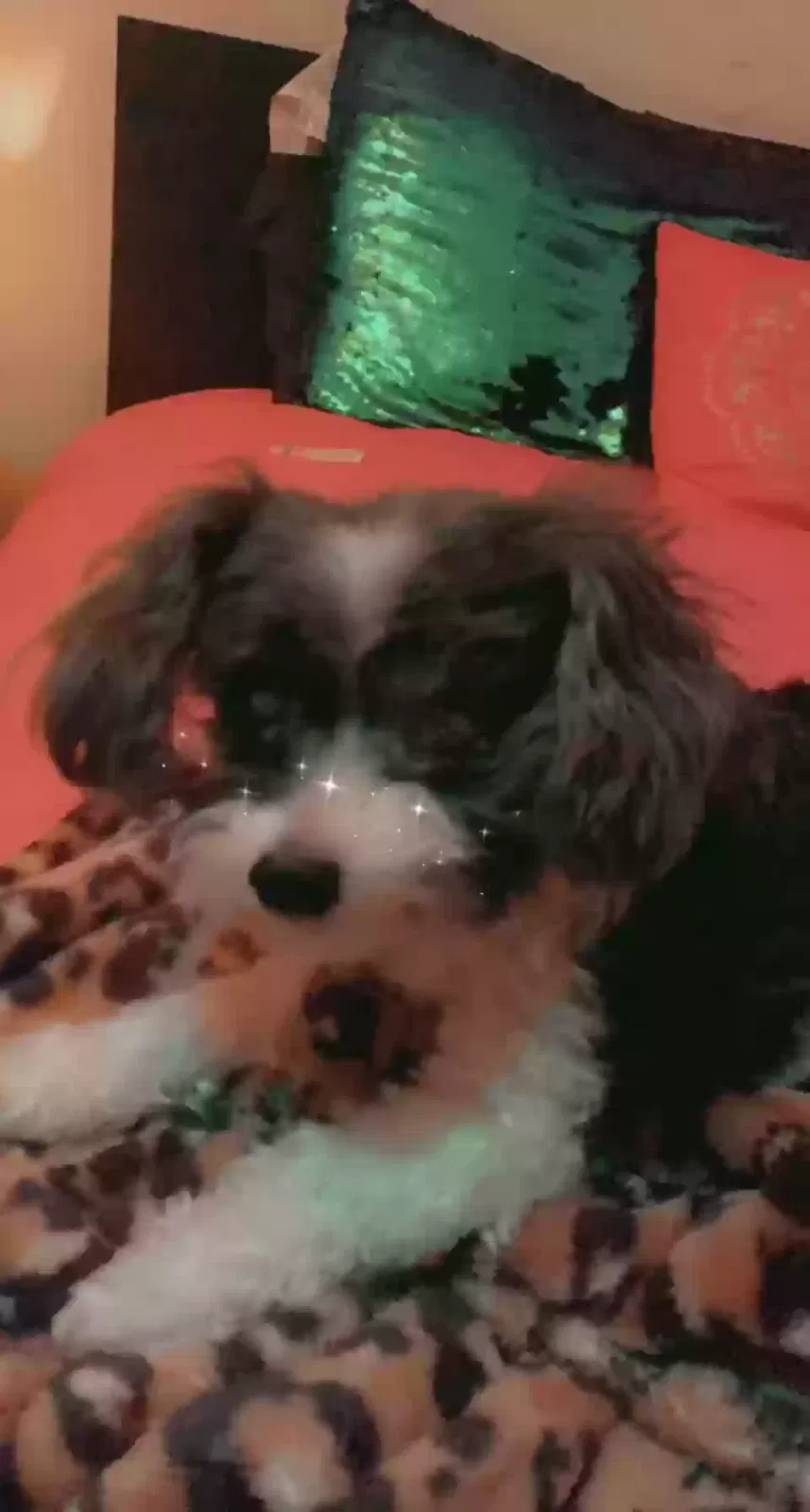 Lost dog in Covington, GA, 30016