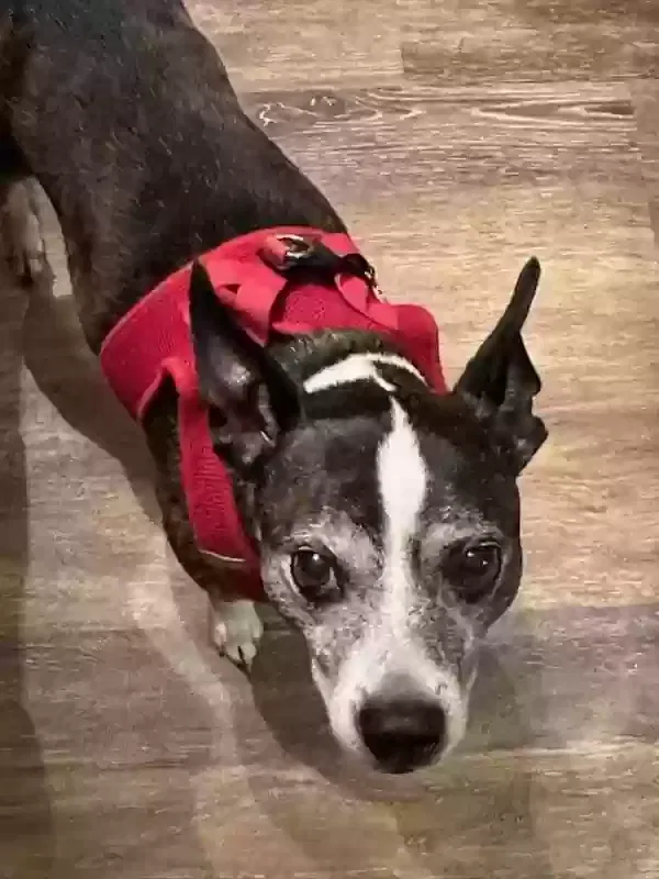 Lost dog in Ashland, OH, 44805