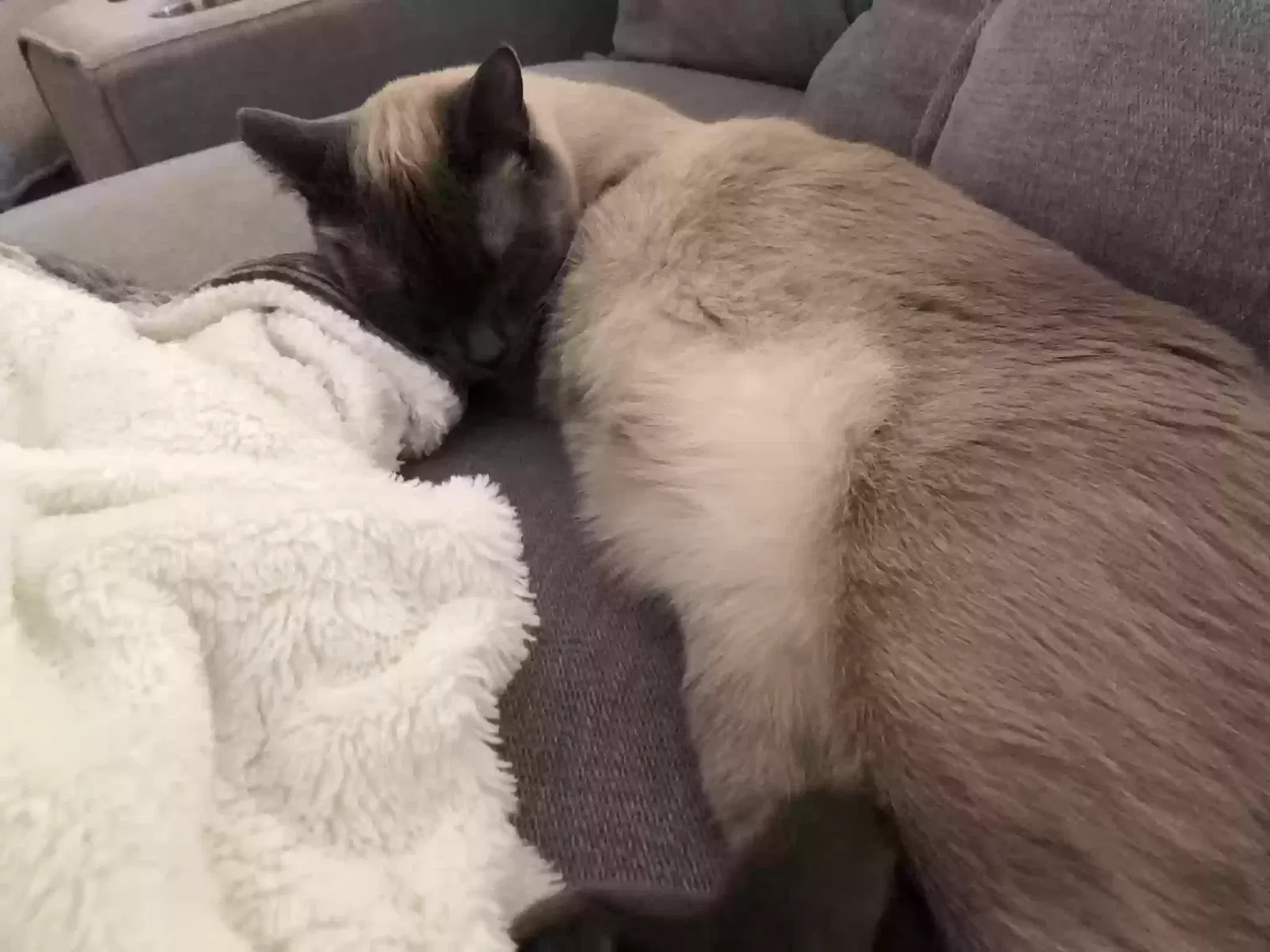 Lost cat in Las Vegas, NV, 89129