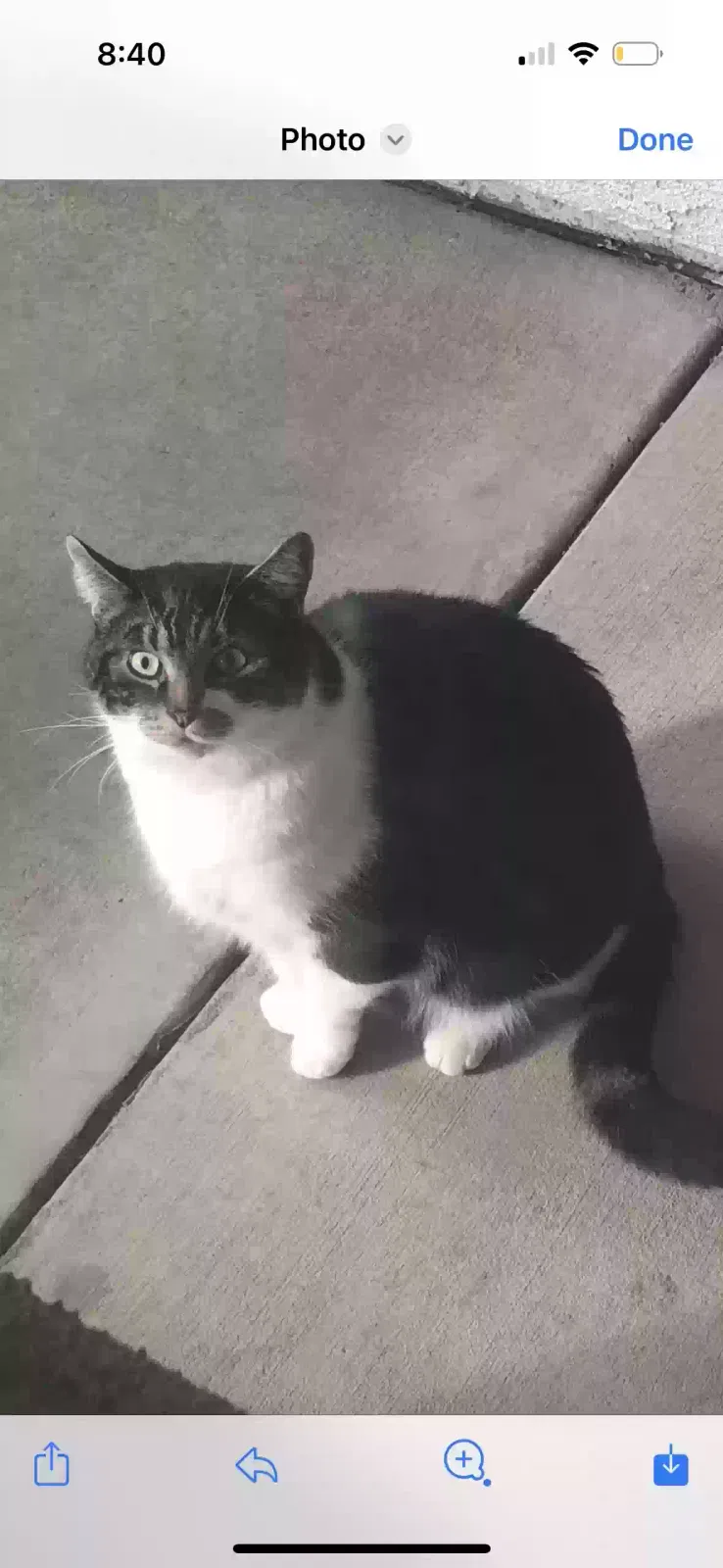 Lost cat in Folsom, CA, 95630