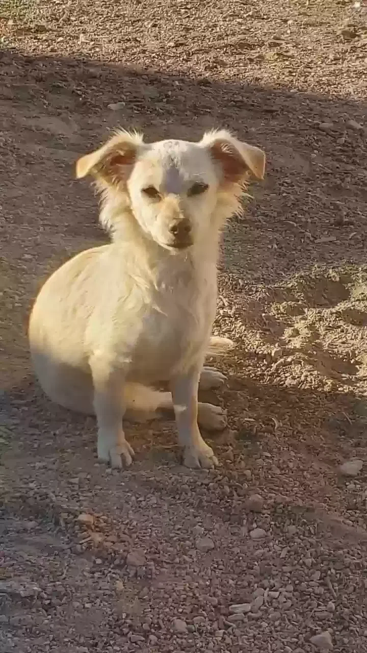 Lost dog in Las Vegas, NV, 89104