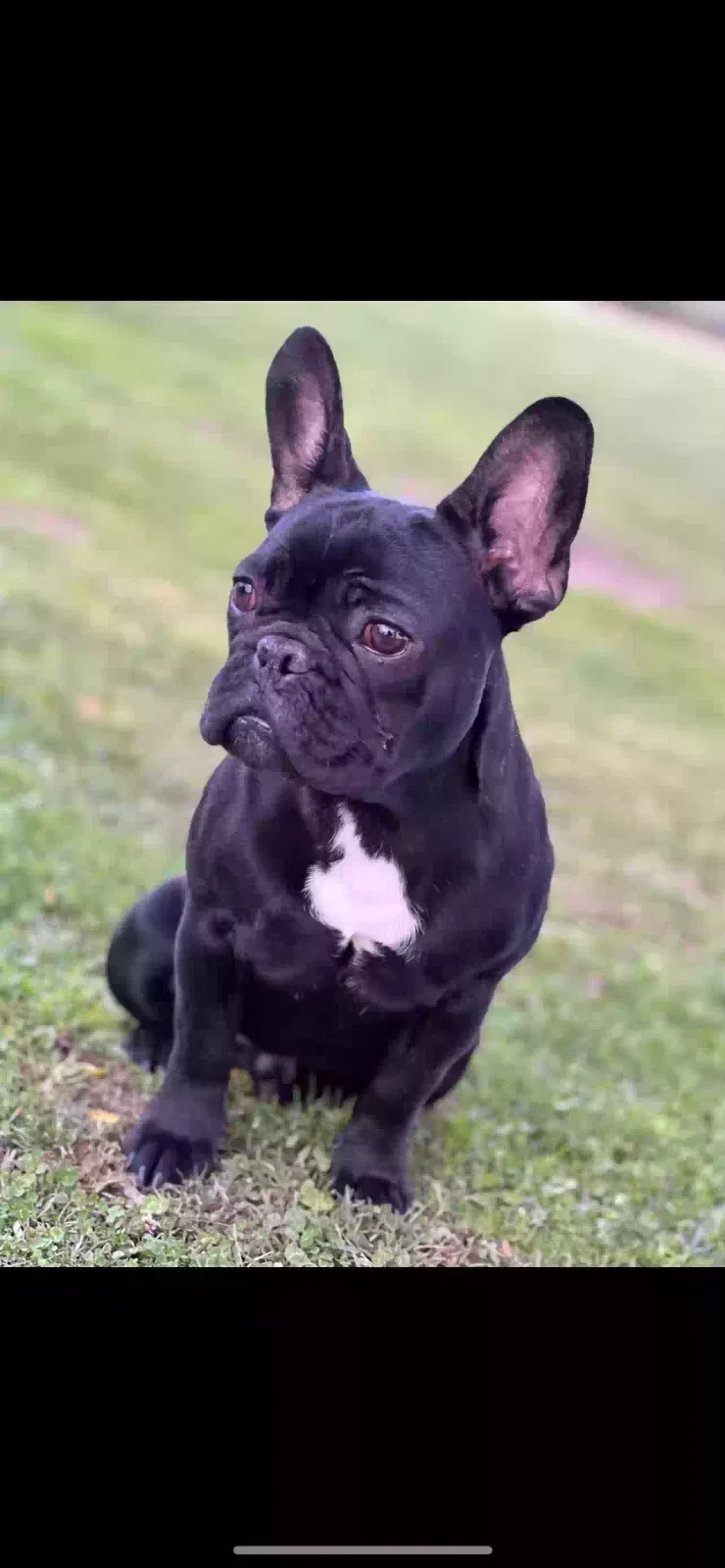 Lost dog in Highland, CA, 92346