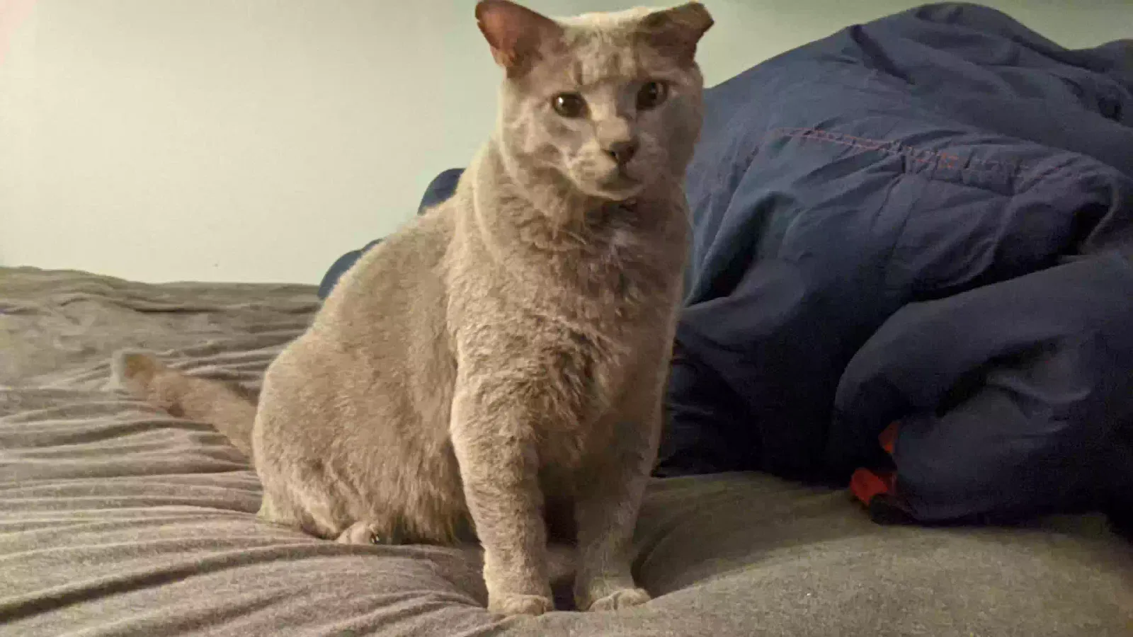 Lost cat in Cypress, TX, 77429