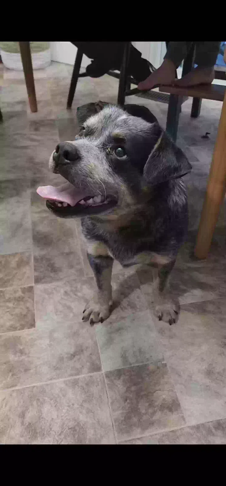 Found dog in Wilder, ID, 83676