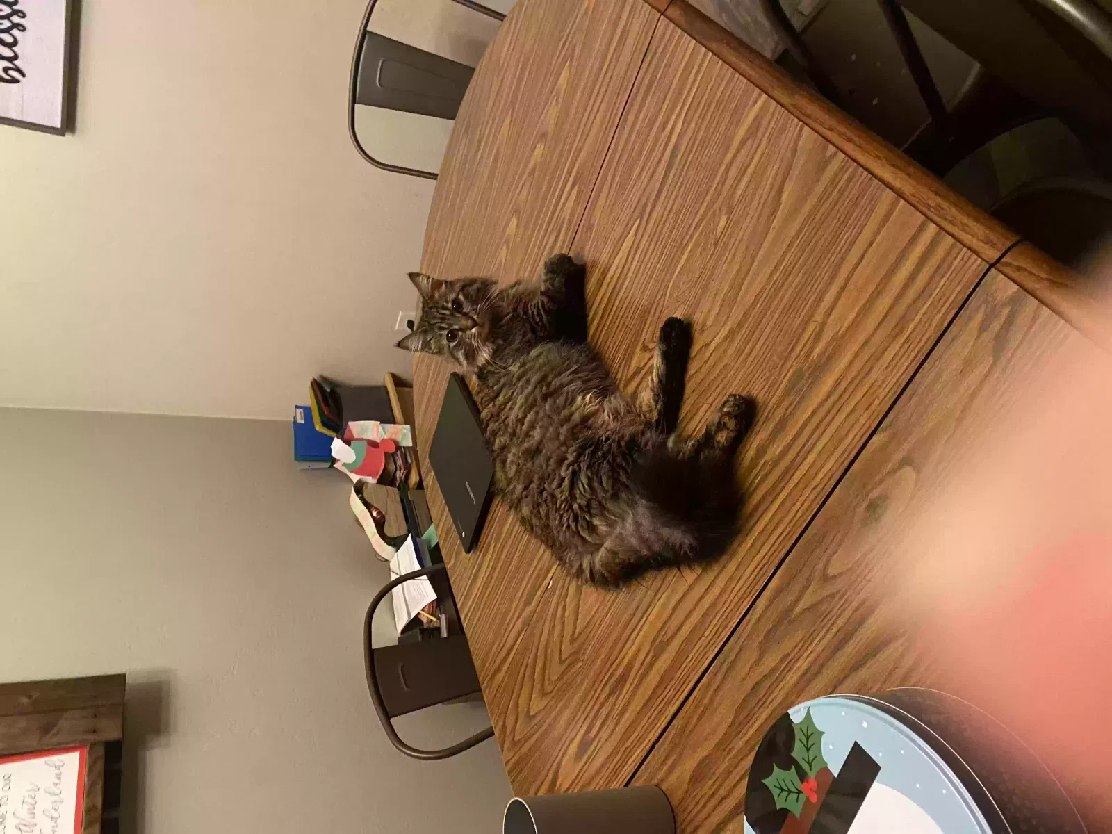 Lost cat in Post Falls, ID, 83854
