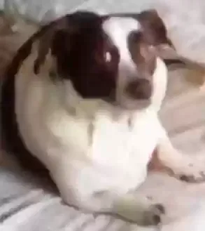 Lost dog in Lake Charles, LA, 70601