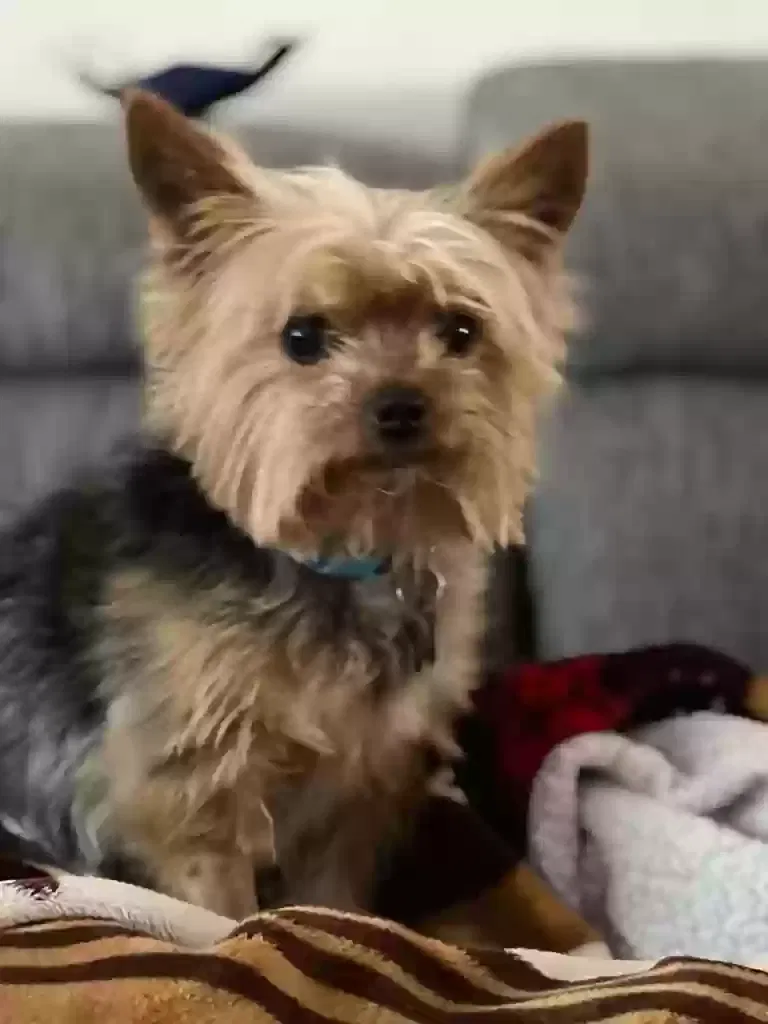 Lost dog in Covina, CA, 91723