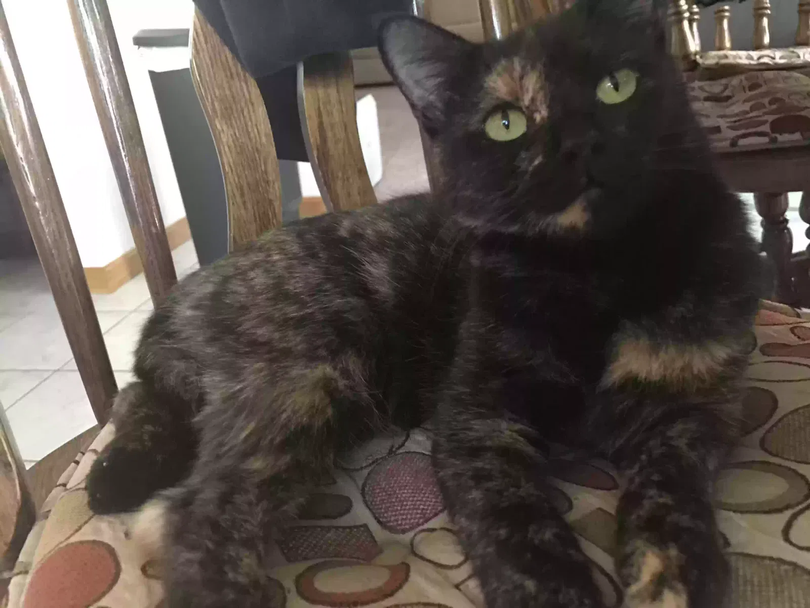 Lost cat in Wyandotte, MI, 48192