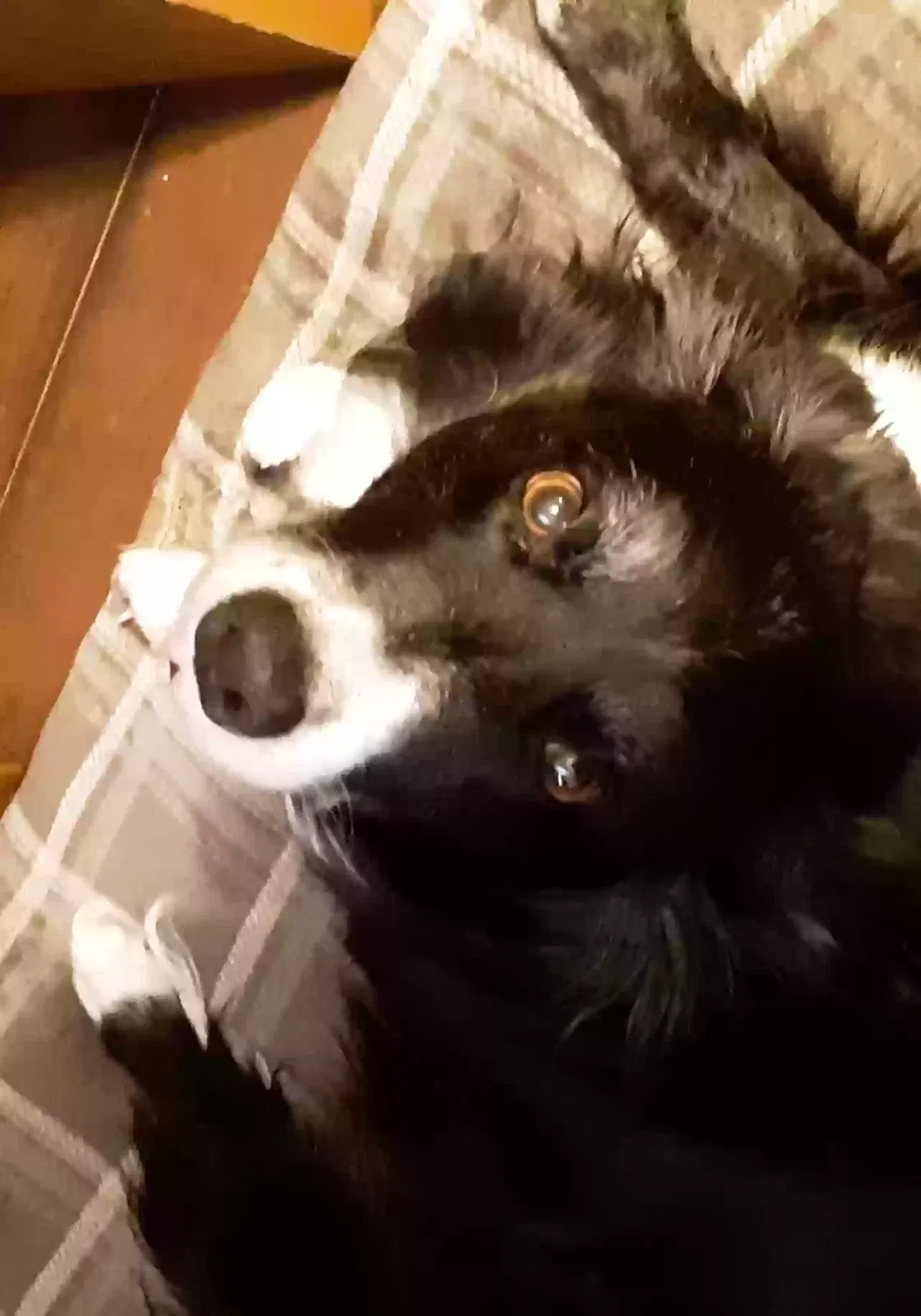 Lost dog in Hollister, MO, 65672