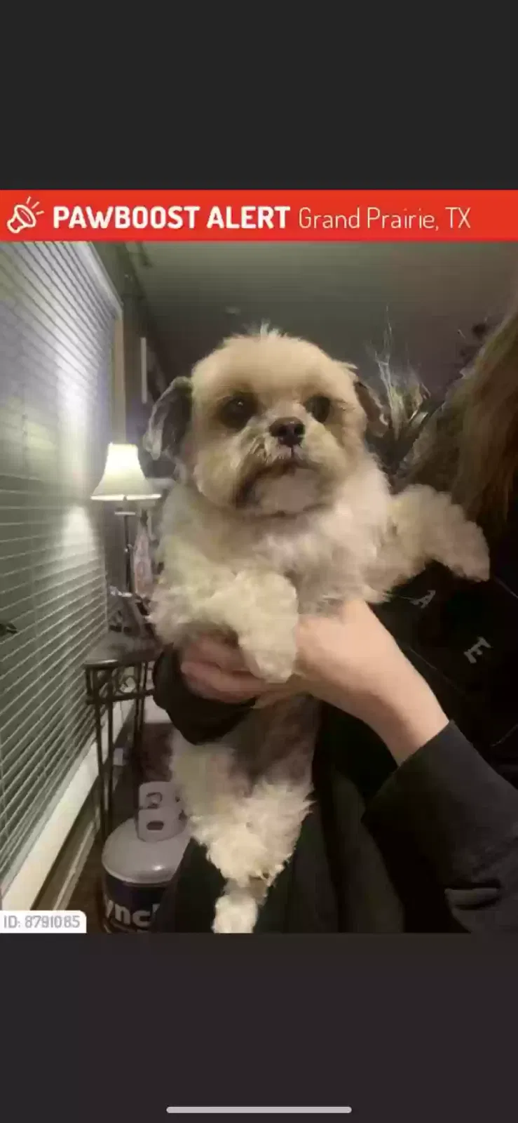 Lost dog in Grand Prairie, TX, 75052